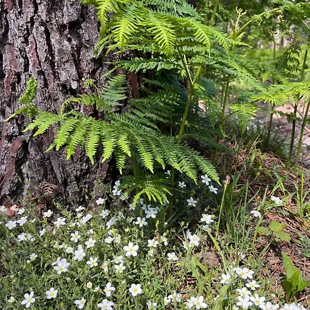 Jorgette En Lisière De Forêt